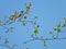 Budding spring hawthorn branches with budding green leaves and flowers against a bright blue sky