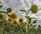 Budding sunflower under dramatic sky