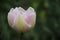 Budding Sweet Pink Tulip