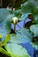 The budding water lily on the surface of the water.