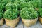 Budding white Chrysanthemum flowers in bamboo weave baskets