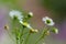 Budding white daisy flowers