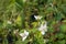 Budding and white flowering wild blackberry plant from close range