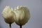 Budding White Tulips With Murky Gray Sky