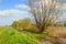 Budding willow shrub with fresh green young leaves