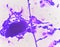 Budding yeast cells with pseudohyphae