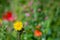 Budding and yellow blooming field milk thistle from close