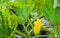 Budding yellow flower of a zucchini plant from close