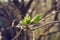 budding young lilac leaves on a twig on a sunny spring day