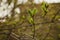 budding young lilac leaves on a twig on a sunny spring day