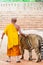 Buddist monk and volunteers with Bengal tiger at the Tiger Temple