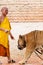 Buddist monk and volunteers with Bengal tiger at the Tiger Temple