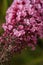 Buddleia, buddlea or buddleja davivvii soft focused macro shot with small purple flowers blossoming in spring