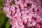 Buddleia, buddlea or buddleja davivvii soft focused macro shot with small purple flowers blossoming in spring