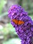 Buddleia with butterfly - HDR