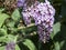 Buddleia flower cyme with a bumblebee