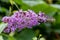 Buddleia flowers