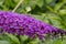 Buddleia flowers