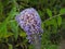 Buddleia plant flower flowers pretty petals star climber climbing trailing