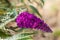 Buddleja