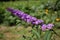 Buddleja, or Buddleia, commonly known as the butterfly bush.