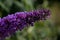 Buddleja, or Buddleia, commonly known as the butterfly bush.