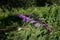 Buddleja, or Buddleia, commonly known as the butterfly bush.