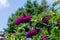 Buddleja davidii butterflybush