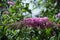 Buddleja davidii flower - butterfiy tree flower