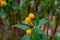 Buddleja globosa medicinal plant or orange-ball-tree, orange ball buddleja, matico is aspecies of flowering plant endemic to Chile