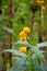 Buddleja globosa medicinal plant or orange-ball-tree, orange ball buddleja, matico is aspecies of flowering plant endemic to Chile