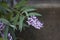 Buddleja violet inflorescence