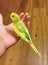 Buderigar, Parakeet standing on an open hand