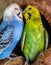 Budgerigar Australian Parakeet Melopsittacus undulatus parrot pet Bird