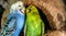 Budgerigar Australian Parakeet Melopsittacus undulatus parrot pet Bird