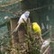 Budgerigar birds. parrots. budgie love