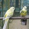 Budgerigar birds. parrots. budgie love concept