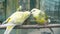 Budgerigar birds. parrots. budgie love concept