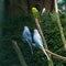 Budgerigar birds. parrots. budgies bird