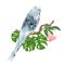 Budgerigar, blue pet parakeet or shell parakeet or budgie home pet with philodendron and Brugmansia on a white background vintage