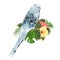 Budgerigar, blue pet parakeet or shell parakeet or budgie home pet with philodendron and hibiscus pink and yellow on a white back