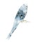 Budgerigar, blue pet parakeet or shell parakeet or budgie home pet on a white background vintage vector illustration editable