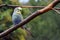 Budgerigar on a branch in an aviary
