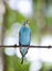 Budgerigar on branch, the small depth of sharpness