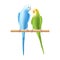 Budgerigar or budgie parrot iillustration. Two birds, family, pair. Australian tropical bird symbol on white background