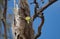 Budgerigar chick in a hollow tree nest