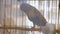 Budgerigar close up in the bird cage. Budgie. Funny budgerigar in a cage at the window. Green blue budgie in bird cage