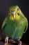 Budgerigar female green parrot budgie bird perched on a branch