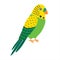 Budgerigar green parrot. Budgie common parakeet vector illustration.