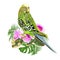 Budgerigar green  pets parakeet  on a bouquet with tropical flowers purple and white orchid phalenopsis  palm,philodendron  nature
